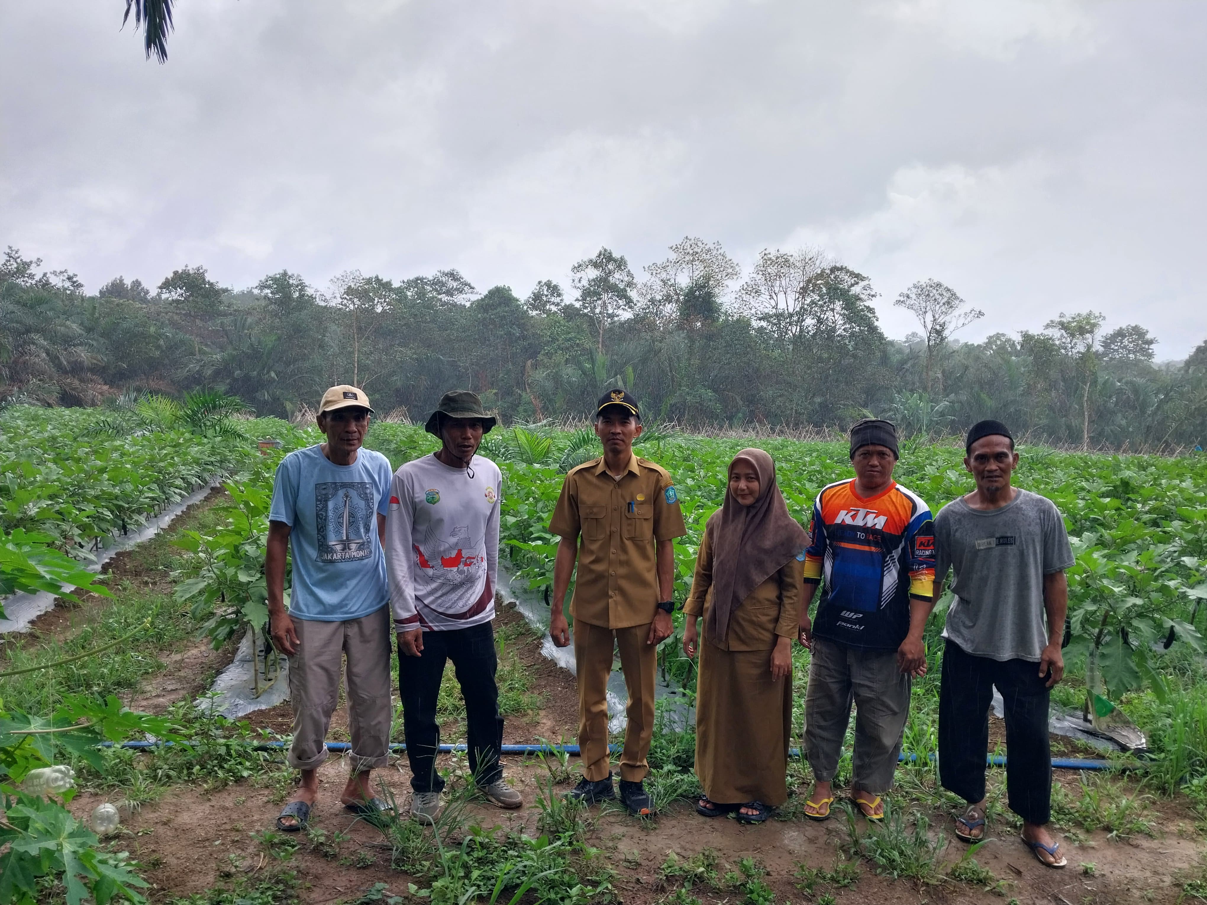 Panen Raya Terong Kelompok Tani Ketapang